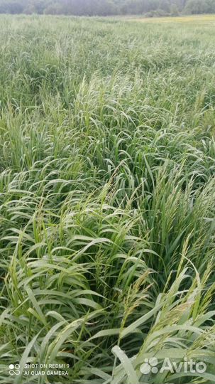 Сено в тюках