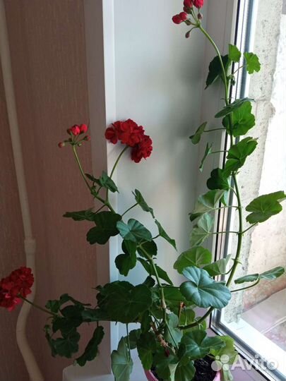 Толстянка,бегония желтая,герань бордовая бархатная