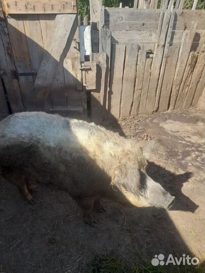 Венгерская мангалица