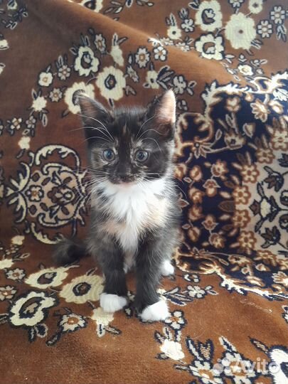 Котята ищут семью