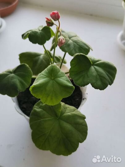 Пеларгония герань