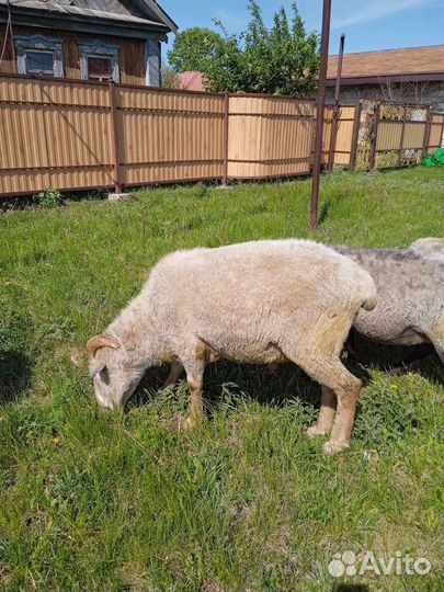 Овцы, Бараны