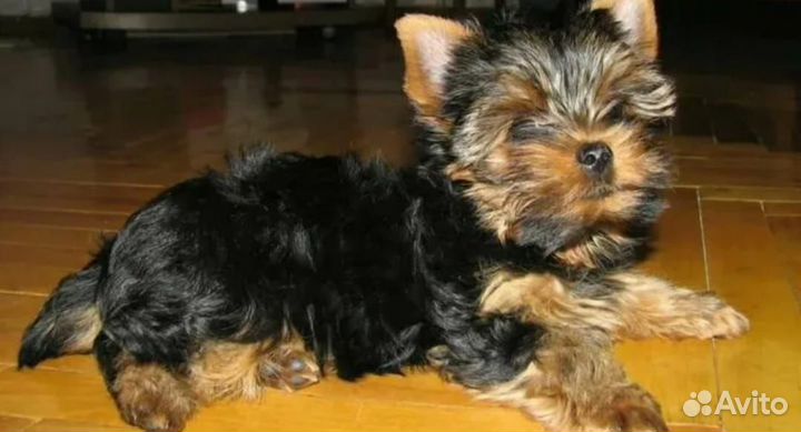 Йоркширский терьер