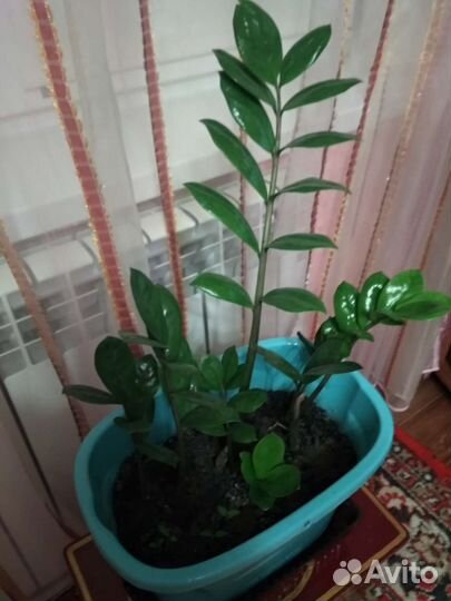 Замиокулькас