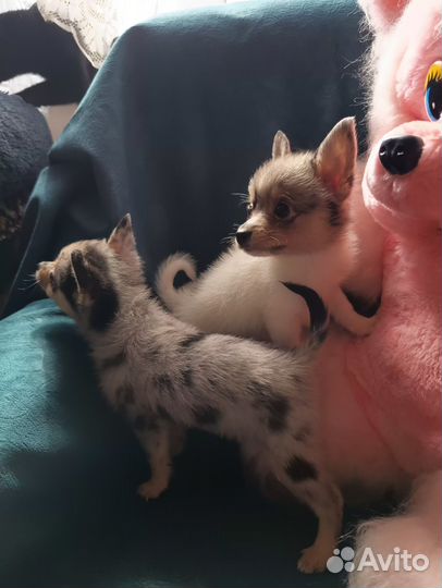 Щенки шпицетоя