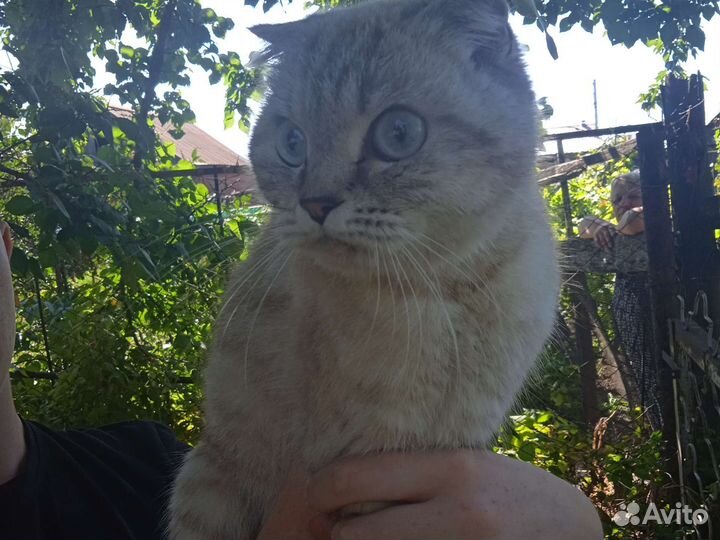 Кошка в дар