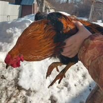 Молодые петухи