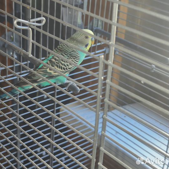 Волнистый попугай с клеткой