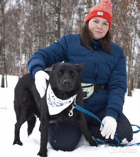 Прекрасная собака устала жить в страхе