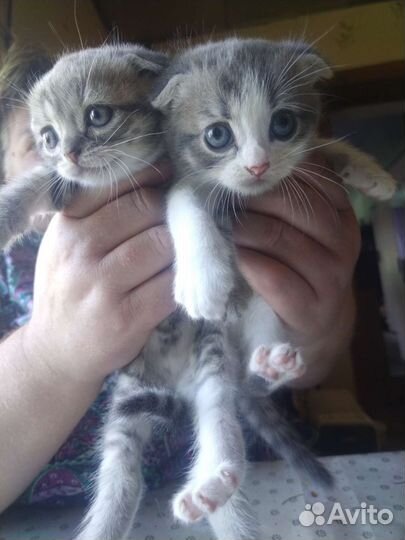 Шотландская вислоухая