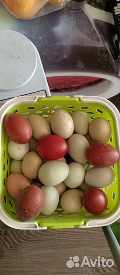 Инкубационное яйцо пасхальных кур