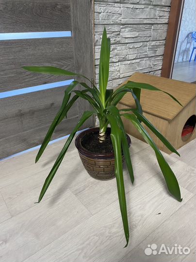 Пальма юкка