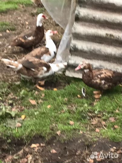 Продам домашних индоуток