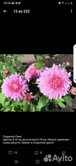 Хризантема корейская саженцы