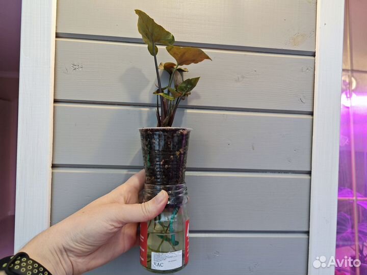 Сингониум Aron brown шоколадный