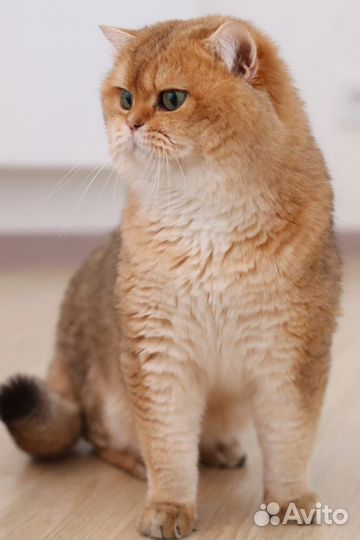Британский кот