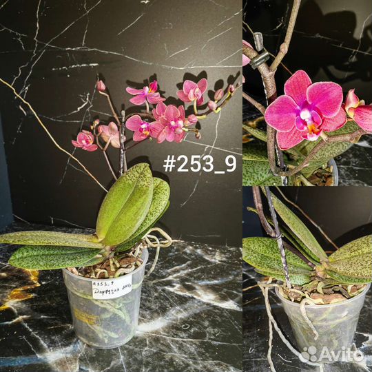 Орхидея фаленопсис ароматные