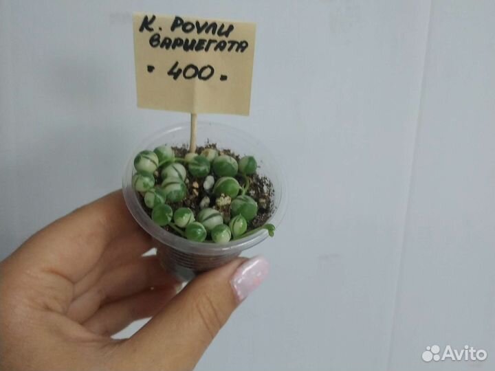 Крестовники