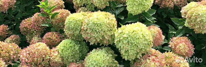 Гортензия литл лайм