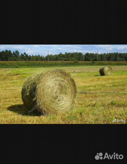 Сено в рулонах