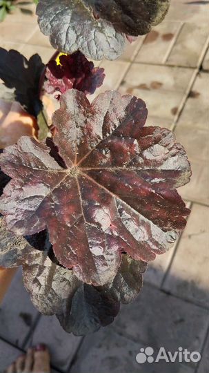 Декоративные кустарники, гейхеры