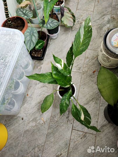 Спатифиллум Джемени