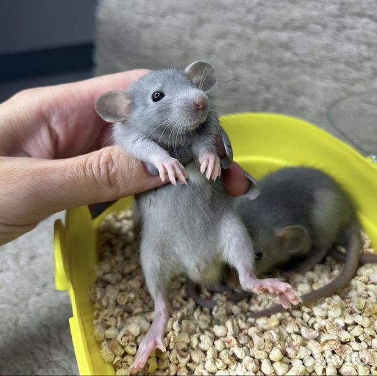 Крыса Дамбо редкие окрасы