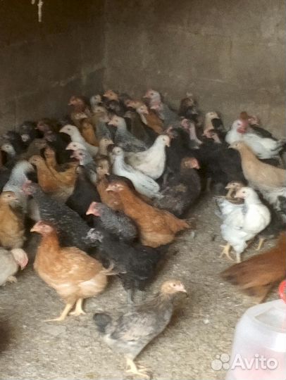 Домашние куры на яйцо