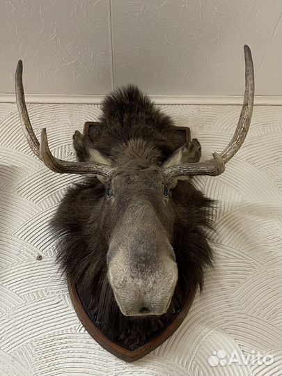 Чучело головы лося