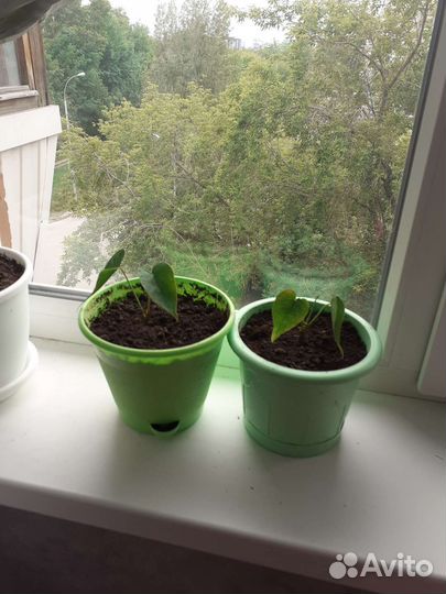 Антуриум красный