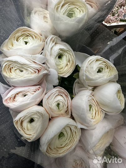 Ранункулюсы букет цветы