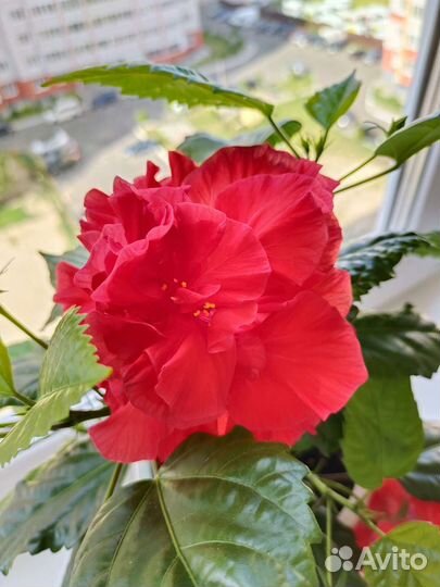 Китайская роза махровая, красная (Hibiscus)