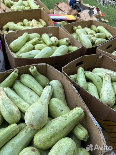 Кабачек второй сорт на корм