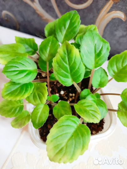 Фиалки мини трейлеры