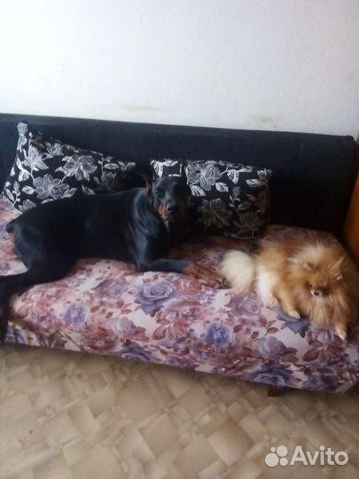 Доберман(вязка)