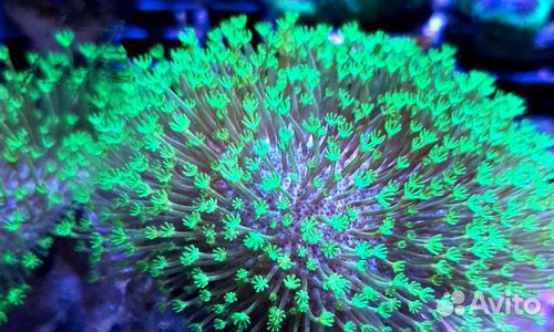 Морские аквариумы. Кораллы и Морские рыбки