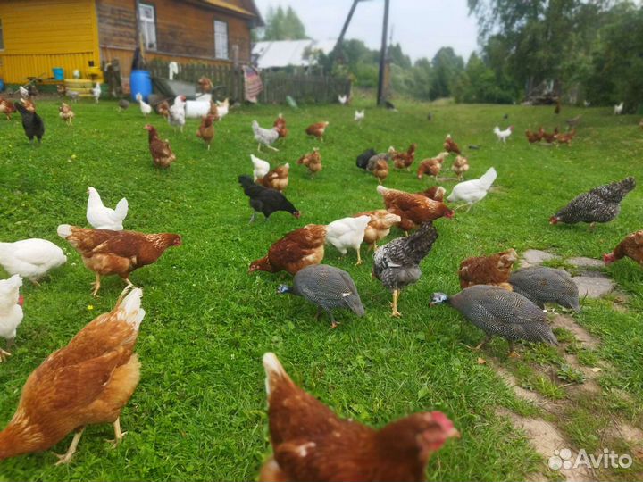 Домашние куриные,индюшиные, перепелиные, утиные