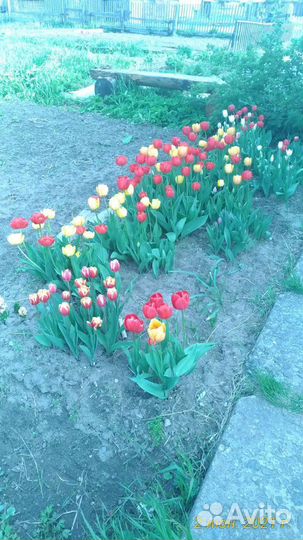 Тюльпаны и другие