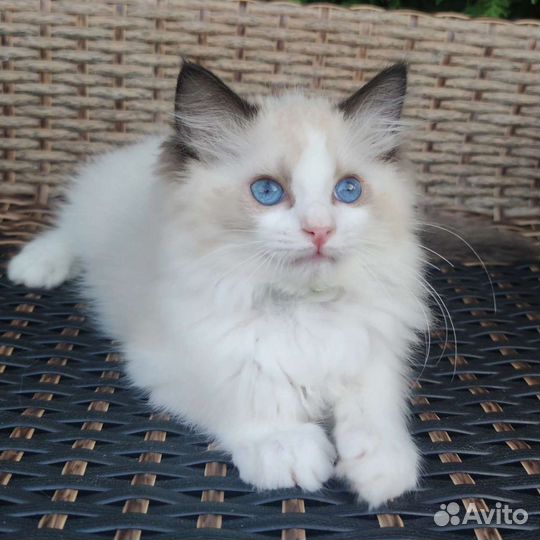 Эксклюзив, рэгдолл в разведение