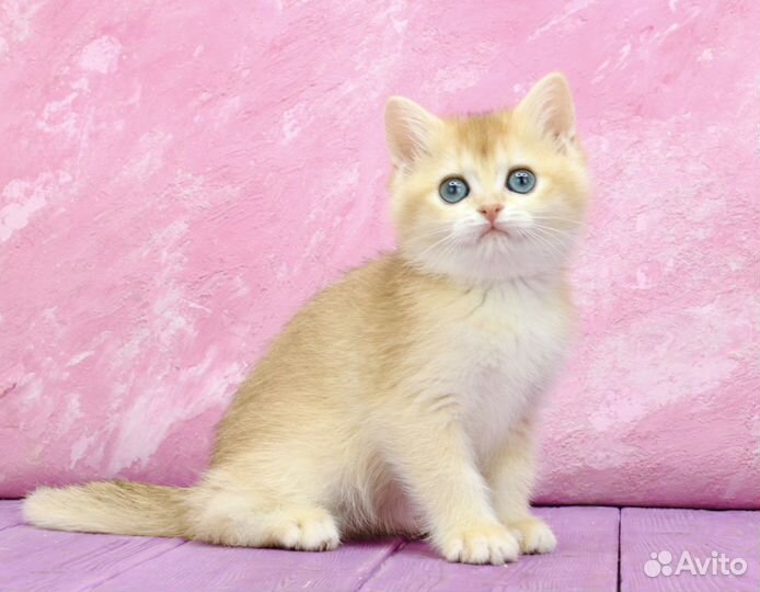 Британская золотая шиншилла кошка ny12 апельсин