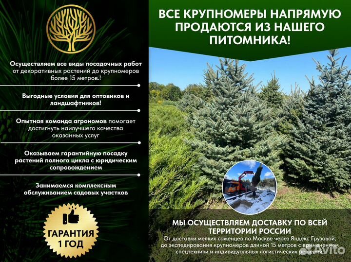 Туя западная Брабант, крупномер