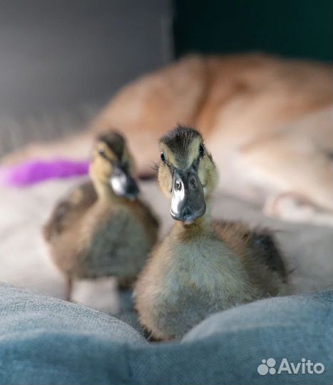 Утята дикой утки