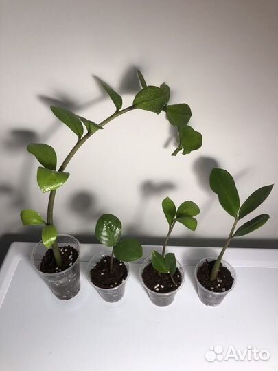 Сингониум мохито, монстера дубиа, филодендроны