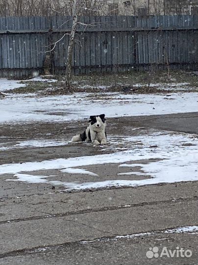 Собака в добрые руки