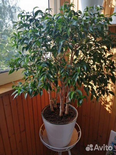 Фикус бенджамина Наташа