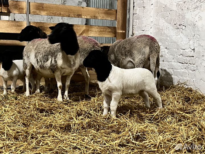 Бараны и овцы породы Дорпер