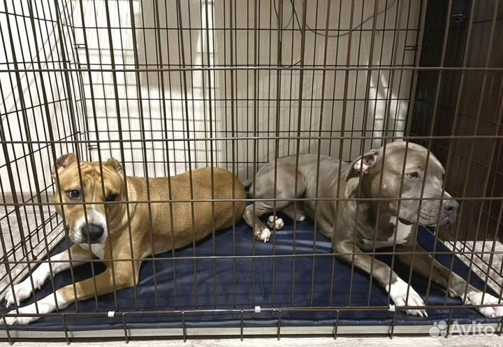 Клетки для крупных собак №6