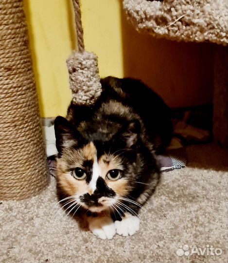 Кошки в добрые руки