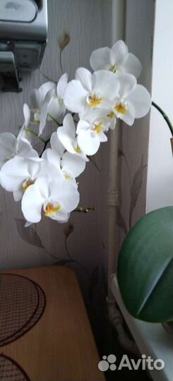 Орхидеи продажа, цена договорная