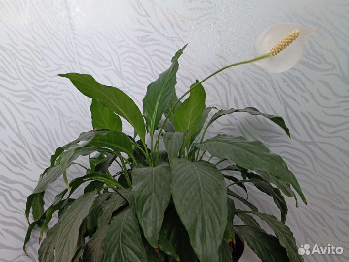 Спатифиллум